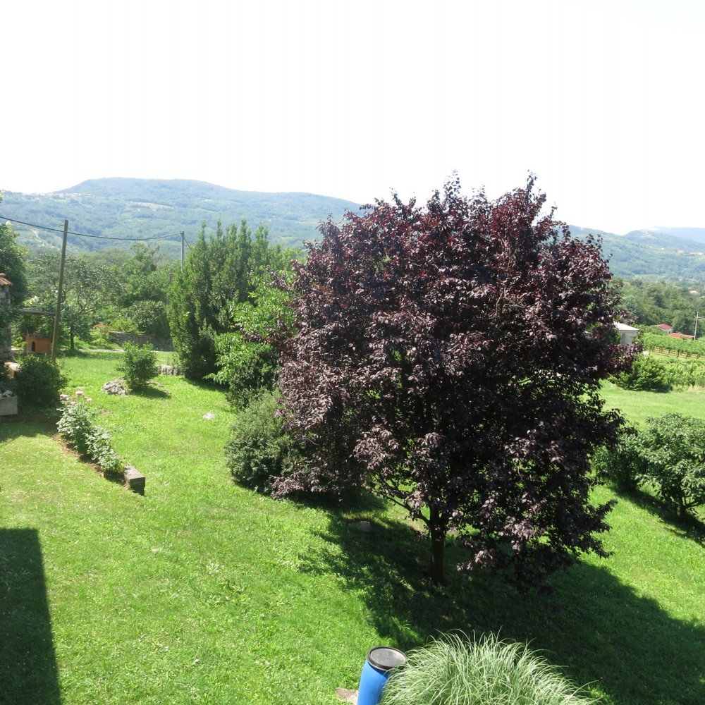 Apartma Kapitanov&scaron;e 